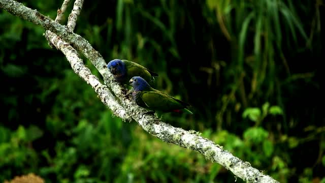 Watching these pairs of parrots in romantic moments is very beautiful!