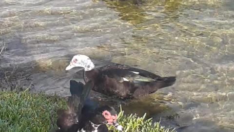 Patos En Un Lago