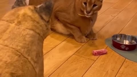 Funny video viral shorts funny