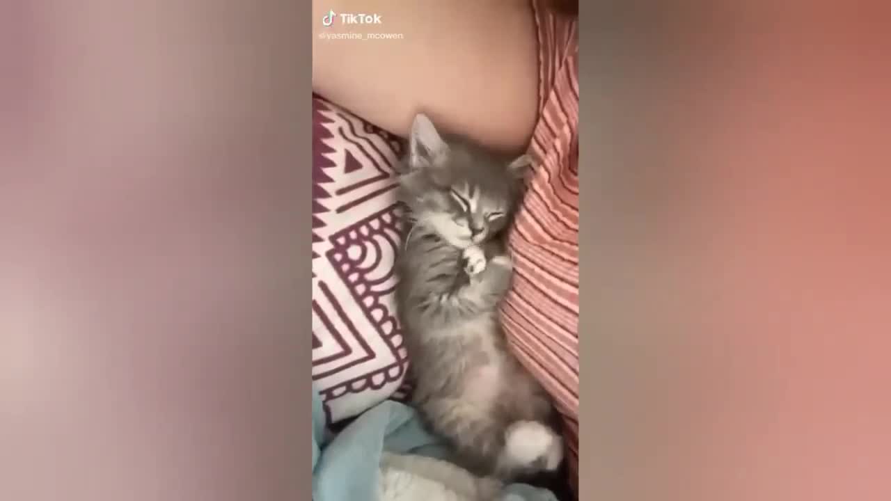 funny cat