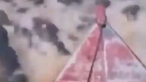 This is a beautiful and charming water-dwelling species