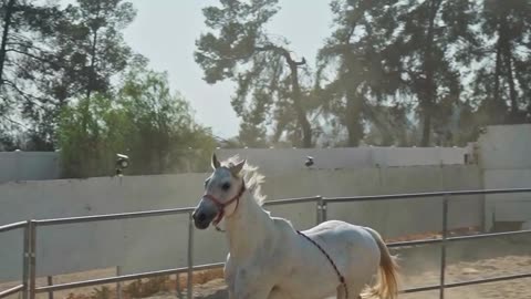 Amazing Footage of a Beautiful Running Horse