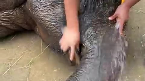 Elephant Shower time
