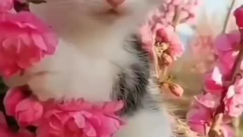 Cute and funny cat video.
