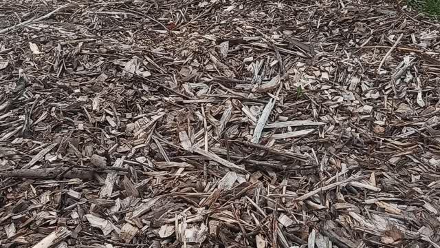 First Asparagus of the Year!