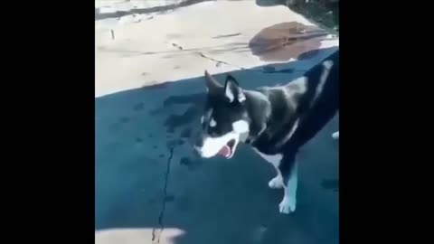 Funny Dogs And Cats Video - Best funny animal videos