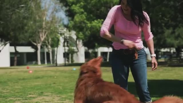 Rumble / Dogs & Puppies — Everyday this silly pup sits on one of his siblings. Too funny!