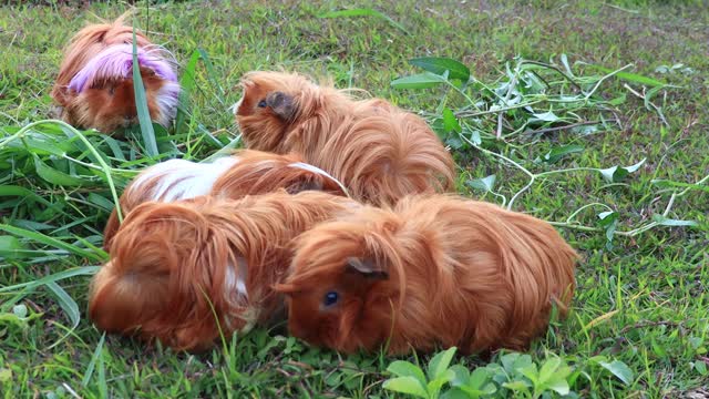 Guinea Pigs Eating Grass