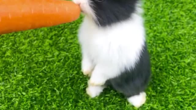 Carrots go better with bunnies