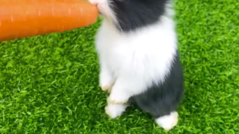 Carrots go better with bunnies