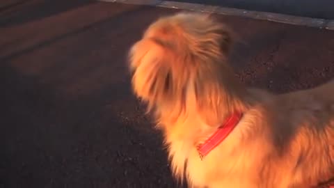 Hilarious moment dog imitates an emergency siren by howling