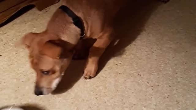 Dog Spills Water All Over the Floor While Playing With his Bowl