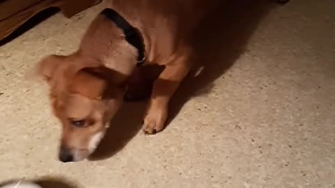 Dog Spills Water All Over the Floor While Playing With his Bowl