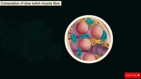 Muscle Contraction