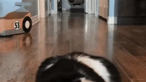 Cute Cat Gif