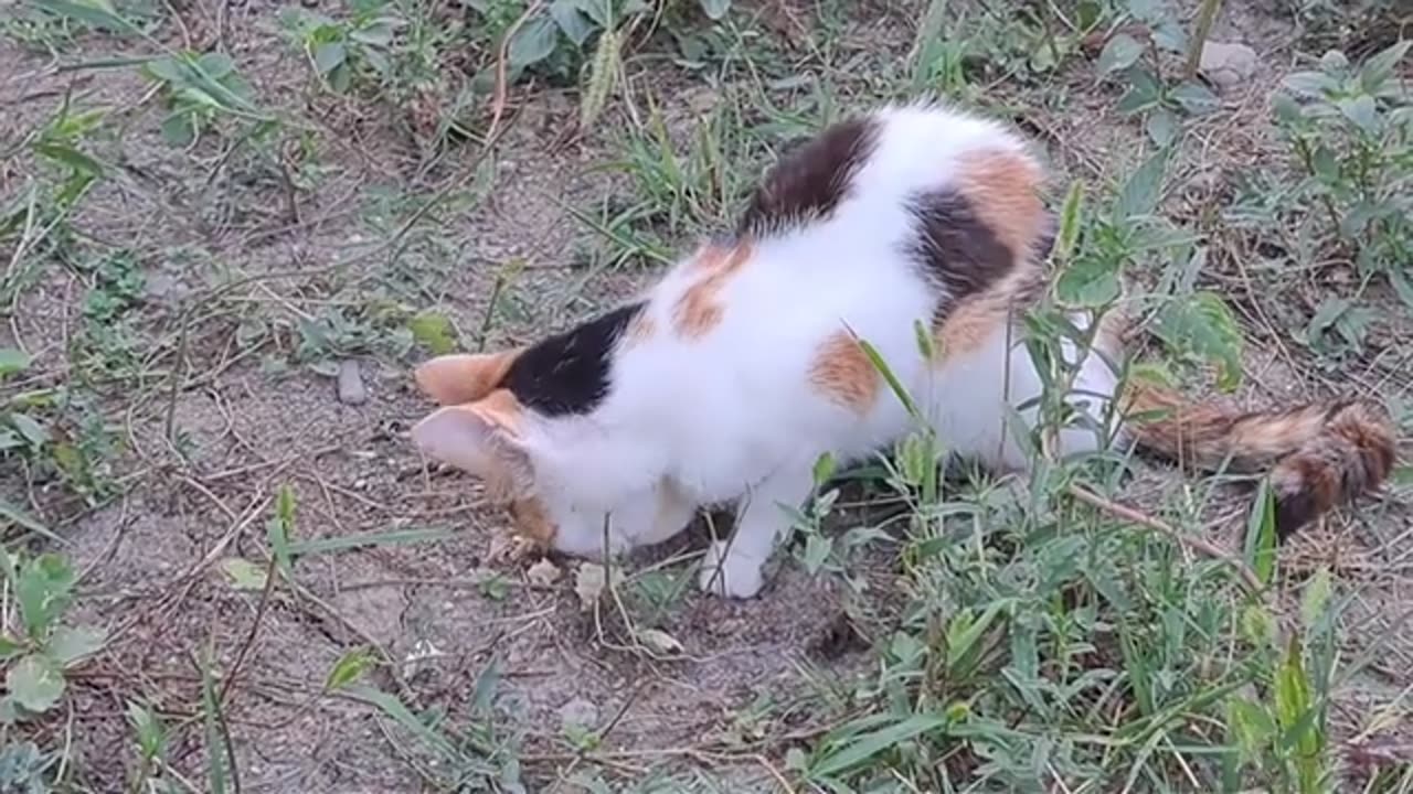 Cute street cats. These cats are so cute.