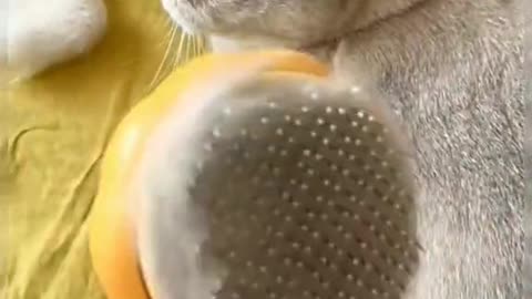 Farewell to the cat hair ball dance, TikTok made me buy it, no disappointed !!!