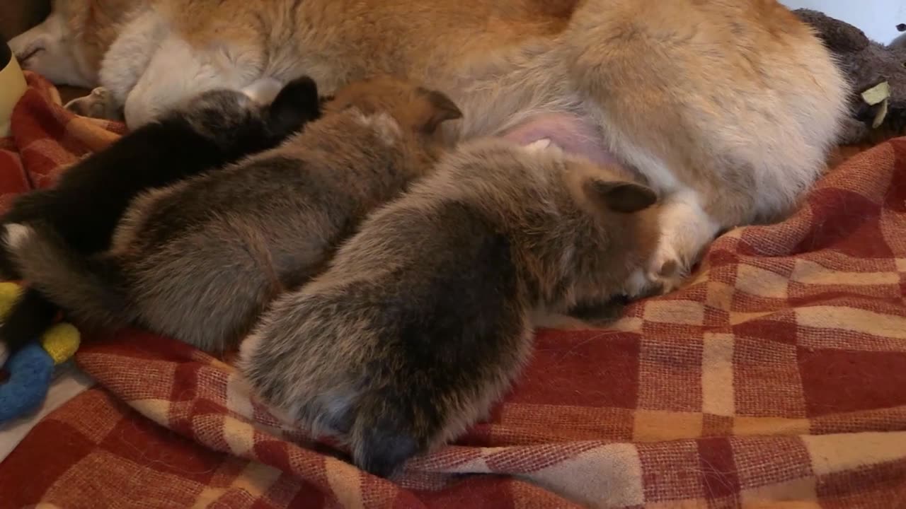 Corgi Dog Feeding Puppy