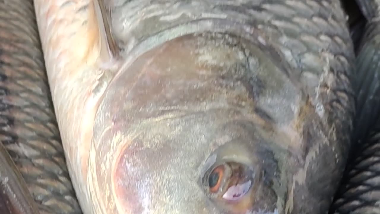 Nice Kalibous fish video in fish market#shorts