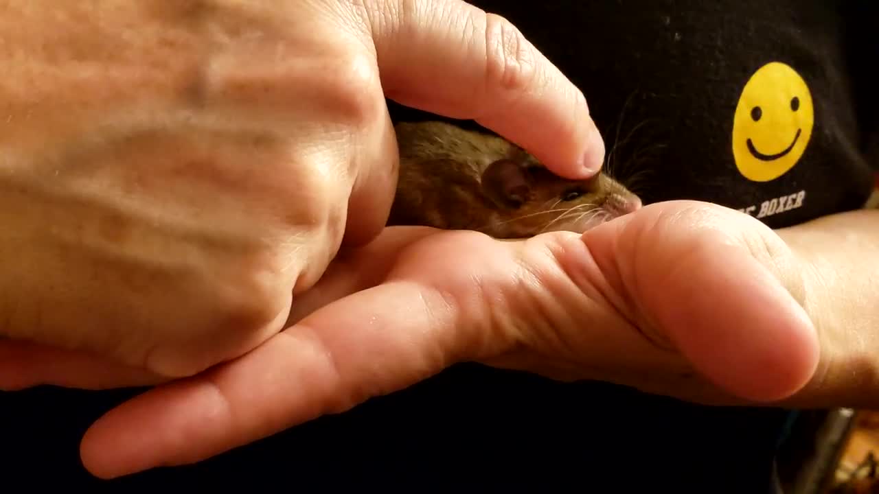 White Footed Mouse Fitzy getting rubs