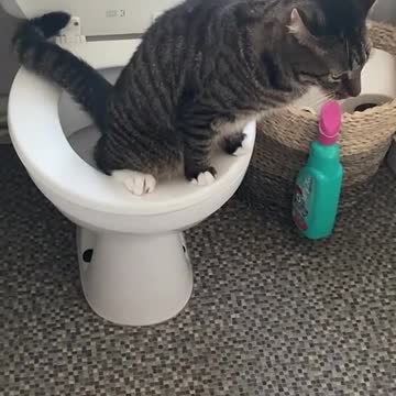 o gato vai no banheiro usa privada