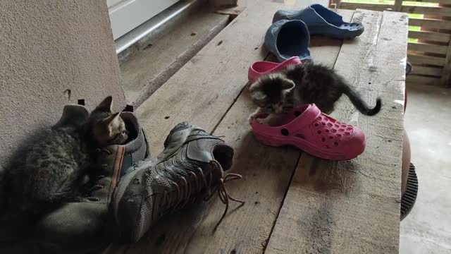 Kittens Play in Pile of Shoes