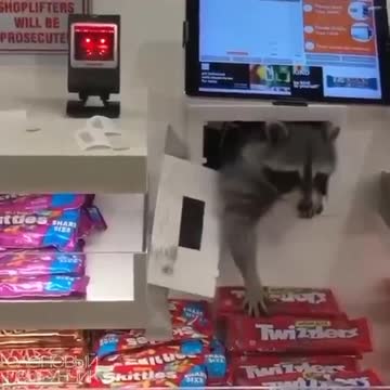 A raccoon stole candy at the Philadelphia airport