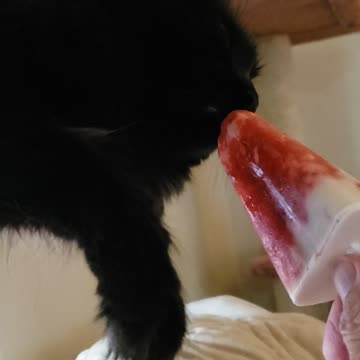 "Tang" kitty Loves strawberry popsicles