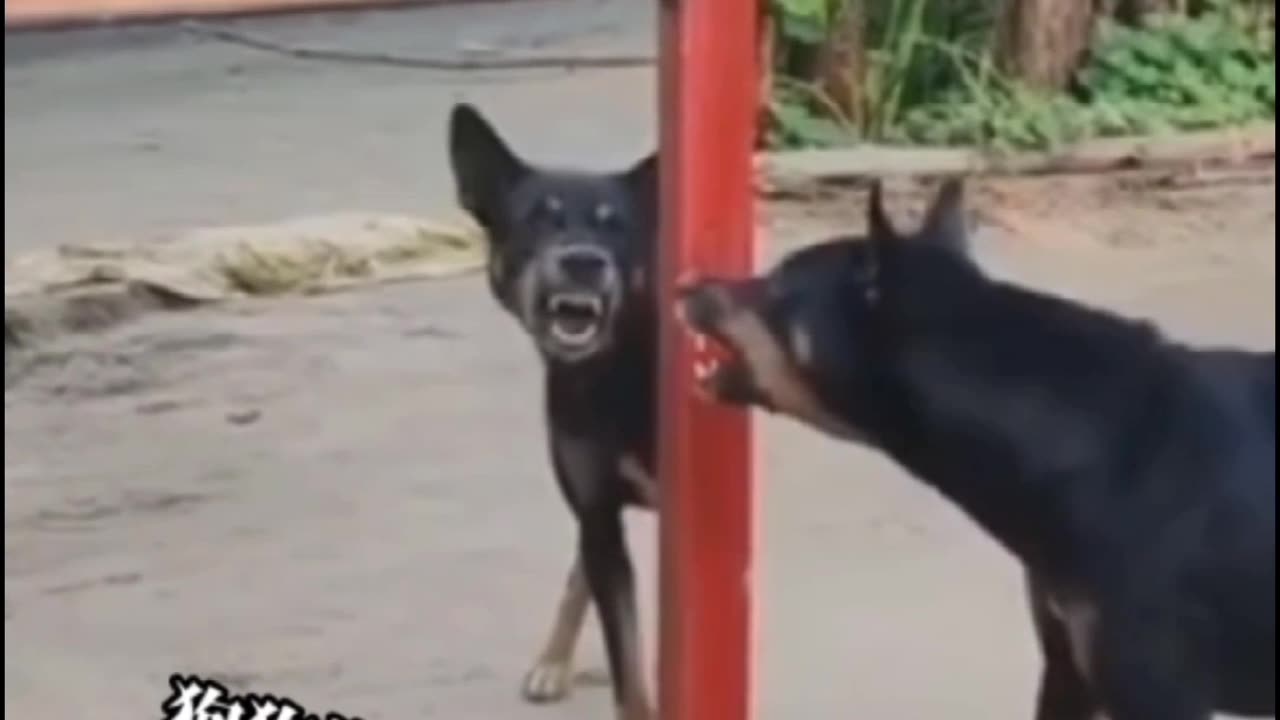 Funny cat 🐈 and 🐕🐶 you #f
