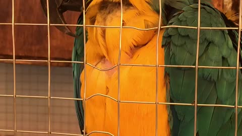 Pensive parrot