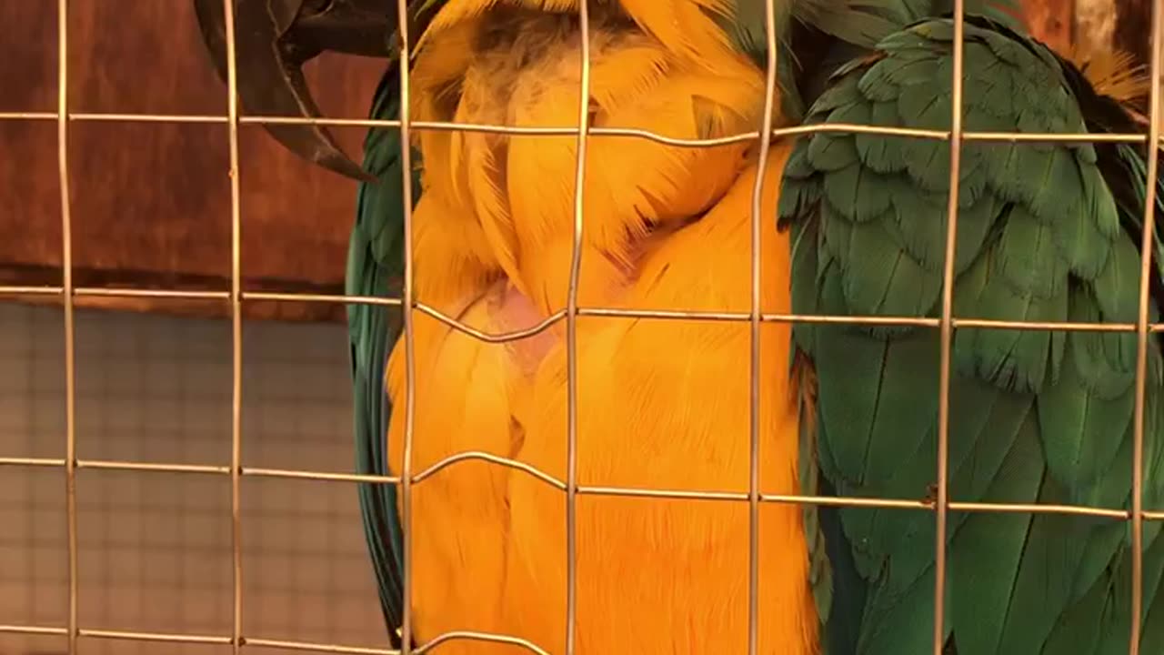 Pensive parrot