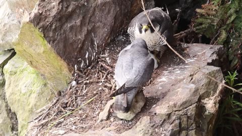 Falcon Nesting