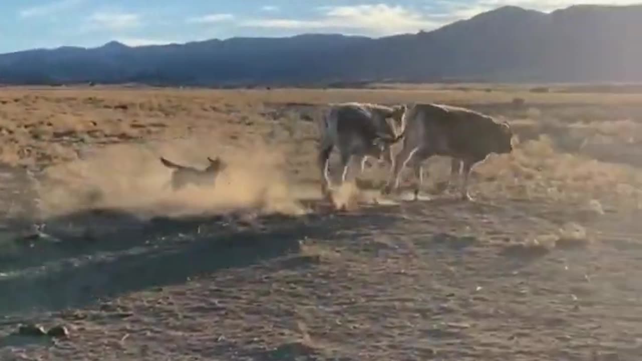 How single brave dog can herd giant groups of sheep