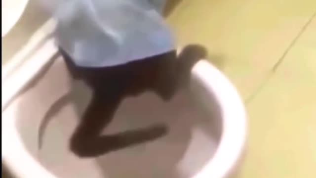 not good morning. Best Funny Animal Videos 2022 🤣