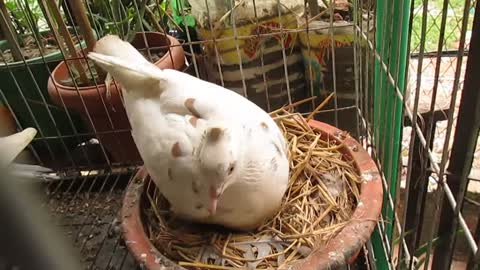 Cute pigeon sitting on Egg