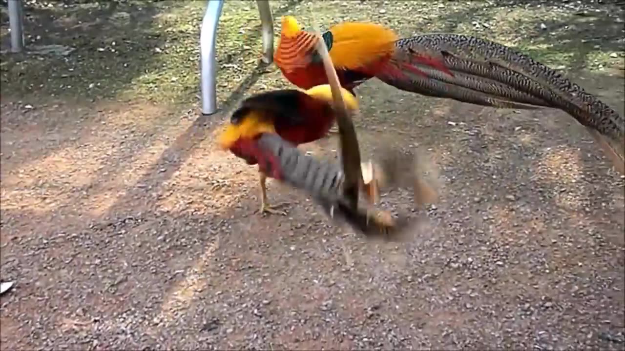 Beautiful Golden Pheasants and Wading Birds