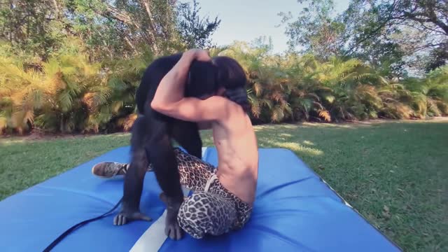 Chimpanzee playing with human