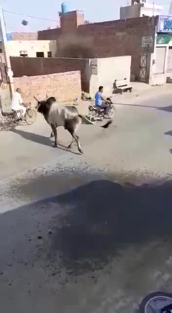 The moment where the cows rampage in the streets harm a grandfather who is cycling