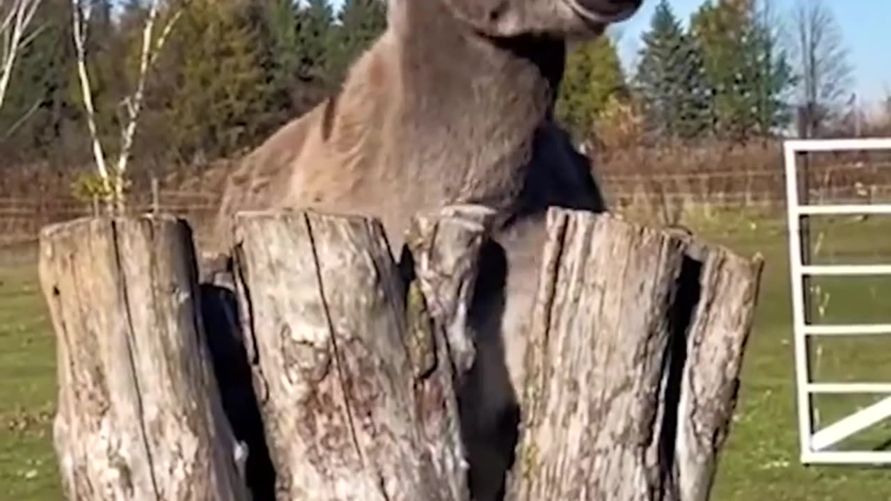 Try not to laugh with these funny animals 😅