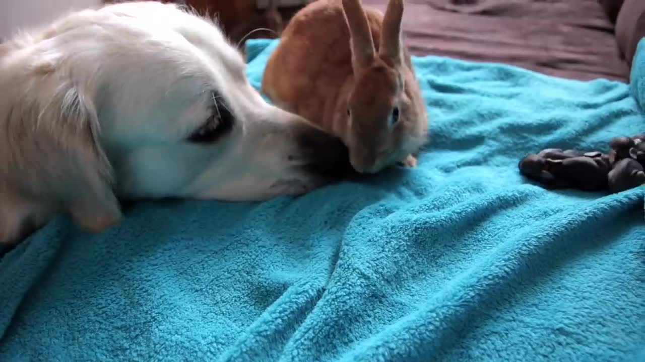 Dog Reacts to Rabbit Mother feeding her Baby Bunnies 1 Day Old