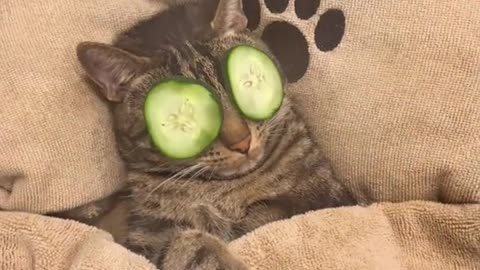 CAT FIRST CLASS