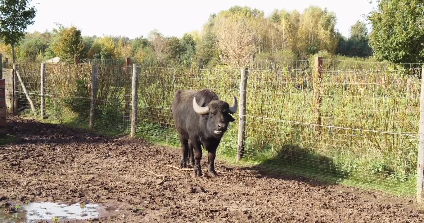 Buffello Video