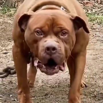 Funny Animal | The big Dogs you Don't want to mess with.