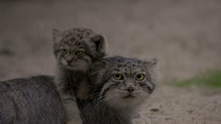 Pallas's cat Mia it's so hard to be a mom!