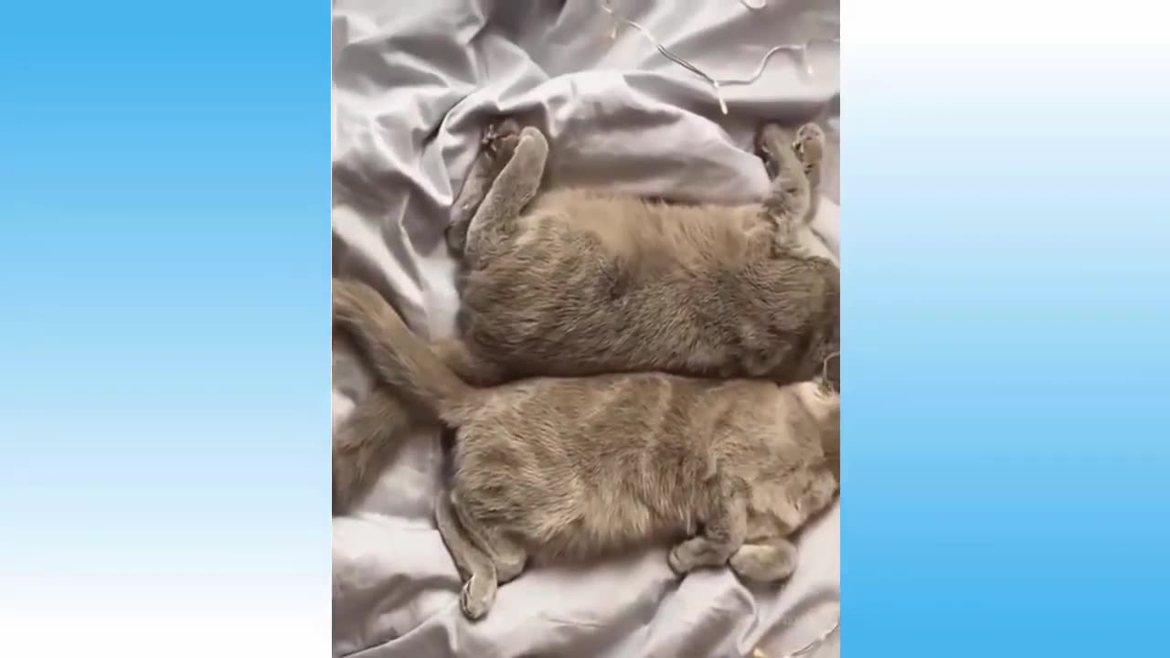 Animal funny video
