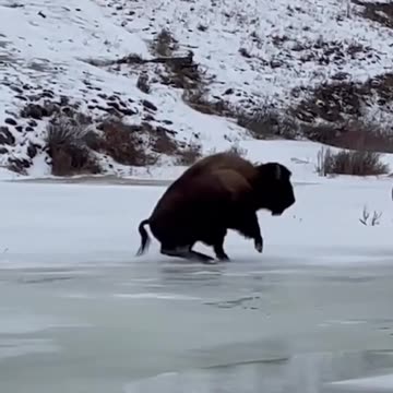 Bison slips and slides on frozen creek at Yellowstone National Park 🐃❄️