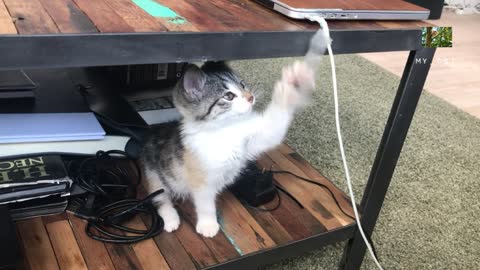 Cute cat baby