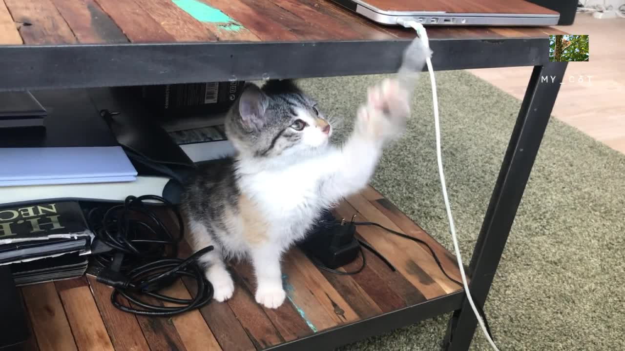 Cute cat baby