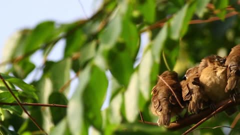 Group of birds resting in a tree