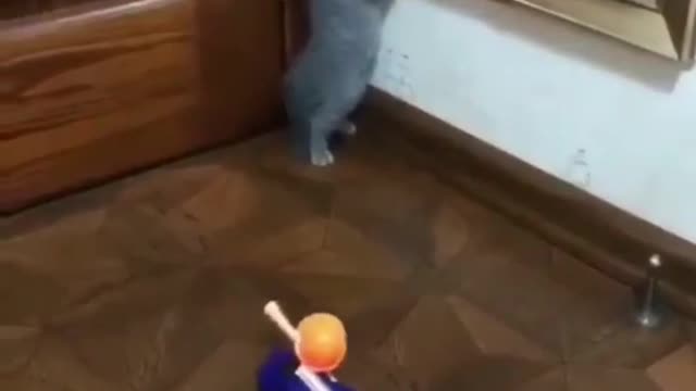 Funny cat baby